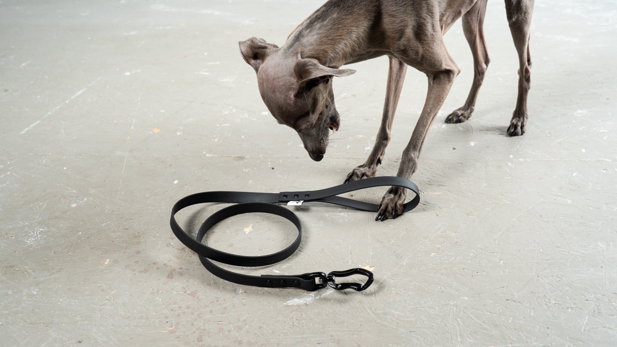 Hundegeschirr Leder Mit Glänzenden Spikes