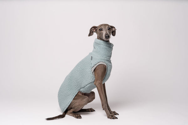 Italian Greyhound Teddy Shirt Mint