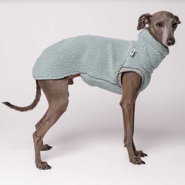 Teddy Shirt Italienisches Windspiel