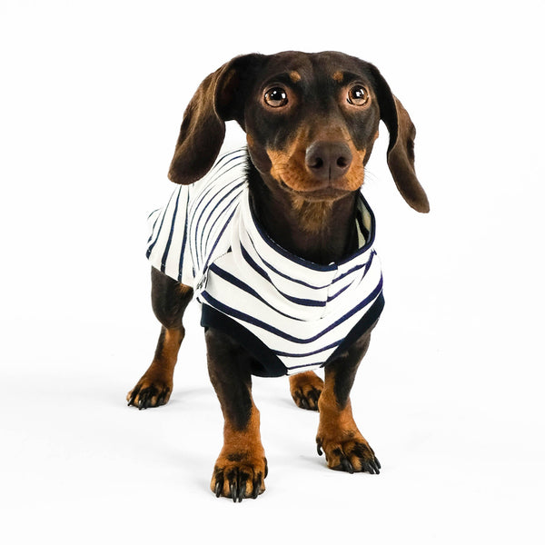 leichtes Baumwollshirt für Dackel mit Streifeb