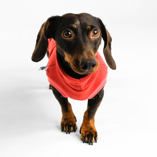 Dackel Long Shirt 2.0 in terracotta