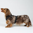 Bild in Galerie-Betrachter laden, Dackel trägt perfekt sitzendes Karma Hund Geschirr – ergonomische Passform für langen Rücken.