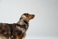 Bild in Galerie-Betrachter laden, Dackel zeigt modern designtes Karma Hund Geschirr – funktional und modisch zugleich.