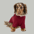 Bild in Galerie-Betrachter laden, Dackel sitzt im bordeauxfarbenen Fleecepullover – komfortabler Pullover für kleine Hunde.