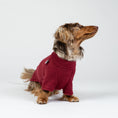 Bild in Galerie-Betrachter laden, Fröhlicher Zwergdackel im weichen Fleece-Pullover in Bordeaux – ideal für Herbst und Winter.