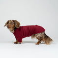 Bild in Galerie-Betrachter laden, Langhaar-Dackel im Studiofoto mit Bordeaux-Fleece-Pullover – warme und stilvolle Hundebekleidung.