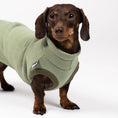 Bild in Galerie-Betrachter laden, Dackel frontal im Sweat Shirt in Matcha – körpernaher Schnitt für den langen Rücken