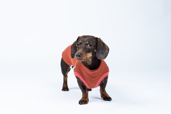 Dackelmode in Terracotta – Sweat Shirt schützt Rücken und Brust mit gemütlichem Baumwollfleece