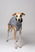 Bild in Galerie-Betrachter laden, Minimalistischer Look: Whippet Rüde im hellgrauen Shirt – funktionale Kleidung für schlanke Hunderassen