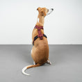 Bild in Galerie-Betrachter laden, SOFTSHELL HUNDEGESCHIRR Windhund Weinrot