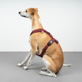 Bild in Galerie-Betrachter laden, SOFTSHELL HUNDEGESCHIRR Windhund Weinrot