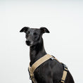 Bild in Galerie-Betrachter laden, SOFTSHELL HUNDEGESCHIRR Windhund Sand