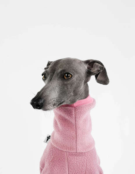Italian Greyhound