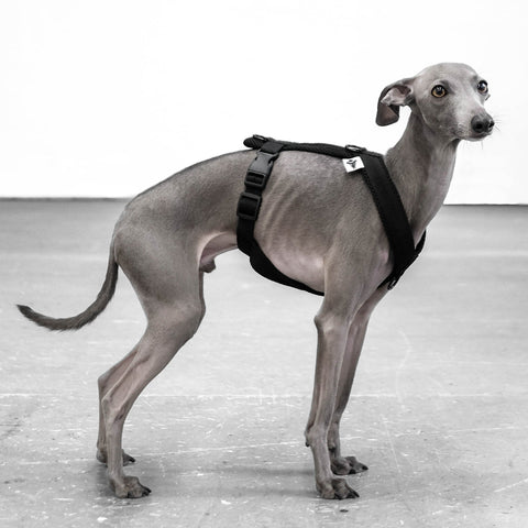 Italian Greyhound Harness