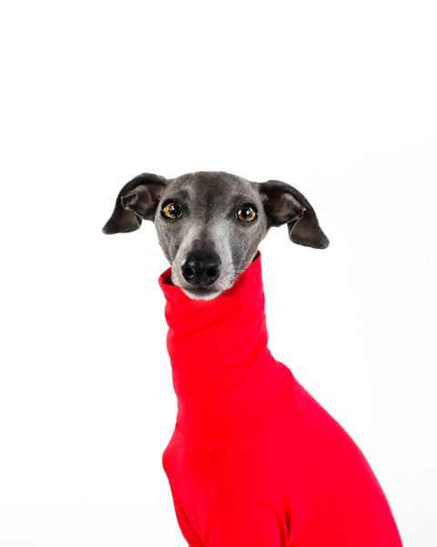 Italian Greyhound