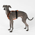 Bild in Galerie-Betrachter laden, IG Softshell Harness Neon Orange