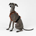 Bild in Galerie-Betrachter laden, IG Softshell Harness Reflective Neon