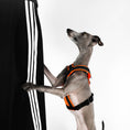 Bild in Galerie-Betrachter laden, IG Harness Softshell Neon Orange
