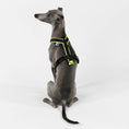 Bild in Galerie-Betrachter laden, Ig Softshell Harness neon Yellow