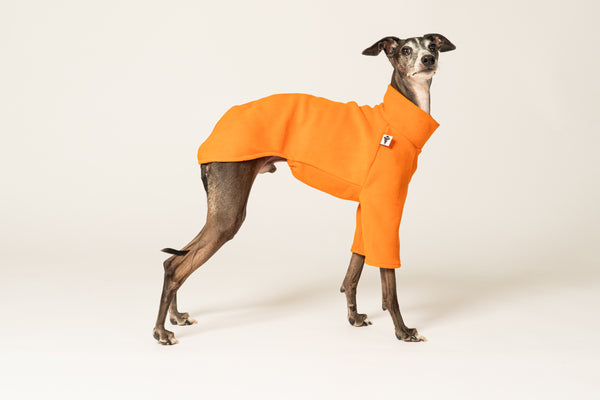 Italienisches Windspiel trägt gemütlichen Pullover in Orange aus Fleece