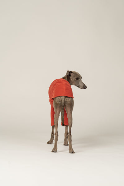 Italienisches Windspiel trägt gemütlichen Pullover in Terracotta aus Fleece