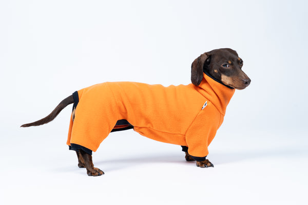 Dackel steht entspannt in Fleece Overall Orange