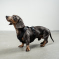 Bild in Galerie-Betrachter laden, SOFTSHELL HUNDEGESCHIRR Dackel Schwarz