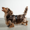 Bild in Galerie-Betrachter laden, Softshell Hundegeschirr Dackel Schwarz – Dackel Hundegeschirr ergonomisch – Seitenansicht am Hund