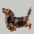 Bild in Galerie-Betrachter laden, Softshell Hundegeschirr Dackel Schwarz – Dackel Hundegeschirr ergonomisch – Seitenansicht am Hund