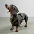 Bild in Galerie-Betrachter laden, SOFTSHELL HUNDEGESCHIRR Dackel Dark Olive