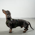 Bild in Galerie-Betrachter laden, SOFTSHELL HUNDEGESCHIRR Dackel Dark Olive