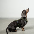 Bild in Galerie-Betrachter laden, SOFTSHELL HUNDEGESCHIRR Dackel Dark Olive