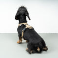 Bild in Galerie-Betrachter laden, SOFTSHELL HUNDEGESCHIRR Dackel Sand
