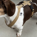 Bild in Galerie-Betrachter laden, SOFTSHELL HUNDEGESCHIRR Dackel Sand
