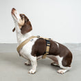 Bild in Galerie-Betrachter laden, SOFTSHELL HUNDEGESCHIRR Dackel Sand