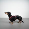 Bild in Galerie-Betrachter laden, SOFTSHELL HUNDEGESCHIRR Dackel Weinrot