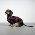 Bild in Galerie-Betrachter laden, SOFTSHELL HUNDEGESCHIRR Dackel Weinrot