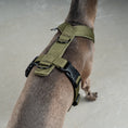 Bild in Galerie-Betrachter laden, SOFTSHELL HUNDEGESCHIRR Iggy Dark Olive