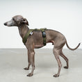 Bild in Galerie-Betrachter laden, SOFTSHELL HUNDEGESCHIRR Iggy Dark Olive