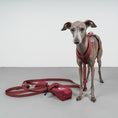 Bild in Galerie-Betrachter laden, SOFTSHELL HUNDEGESCHIRR Iggy Weinrot