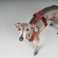 Bild in Galerie-Betrachter laden, SOFTSHELL HUNDEGESCHIRR Iggy Weinrot