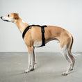 Bild in Galerie-Betrachter laden, SOFTSHELL HUNDEGESCHIRR Windhund Schwarz