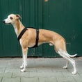 Bild in Galerie-Betrachter laden, SOFTSHELL HUNDEGESCHIRR Windhund Schwarz