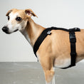 Bild in Galerie-Betrachter laden, SOFTSHELL HUNDEGESCHIRR Windhund Schwarz