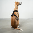 Bild in Galerie-Betrachter laden, SOFTSHELL HUNDEGESCHIRR Windhund Schwarz