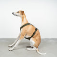 Bild in Galerie-Betrachter laden, SOFTSHELL HUNDEGESCHIRR Windhund Dark Olive