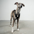 Bild in Galerie-Betrachter laden, SOFTSHELL HUNDEGESCHIRR Windhund Schwarz