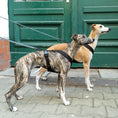 Bild in Galerie-Betrachter laden, SOFTSHELL HUNDEGESCHIRR Windhund Schwarz