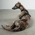 Bild in Galerie-Betrachter laden, SOFTSHELL HUNDEGESCHIRR Windhund Schwarz