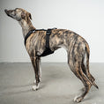 Bild in Galerie-Betrachter laden, SOFTSHELL HUNDEGESCHIRR Windhund Schwarz